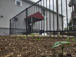 small seedlings  of the 2026 three sisters garden in a garden bed out side OAHS