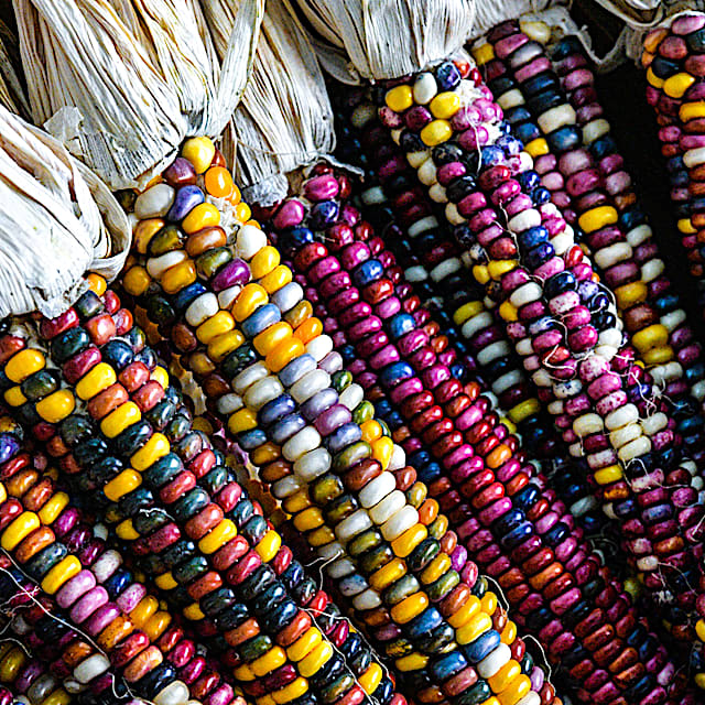 display of colorful corn cobs of northern lights flint corn